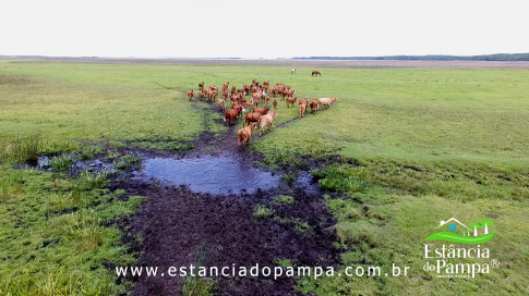 INICIO GADO TOP.00_00_13_13.Quadro003_73c82f2ca84516da06ba14585feb3d5af8762e08.jpg